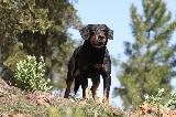 ERDELYI KOPO - CHIEN COURANT DE TRANSYLVANIE - BRACHET HONGROIS